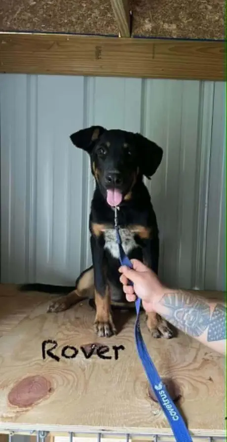 Rover Ralph