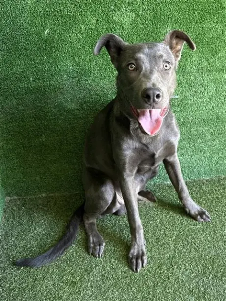 BOLT