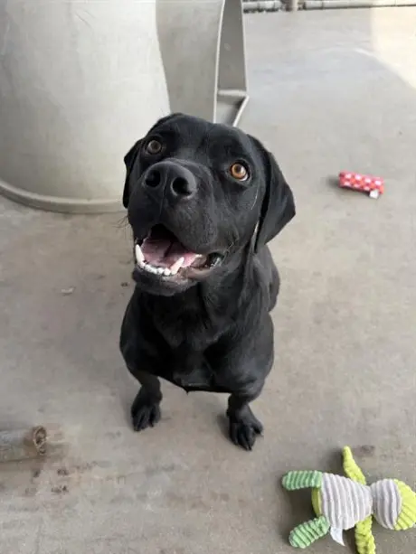 ONYX