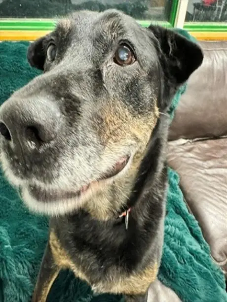 ECHO
