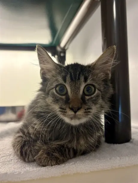 SIR LANCELOT