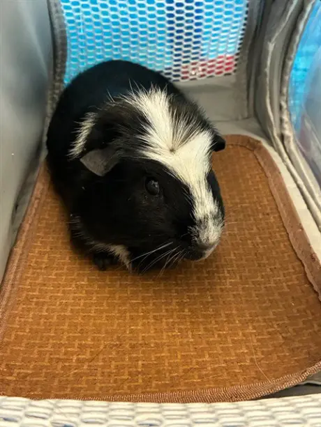 BILLY