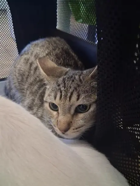 GOOSE