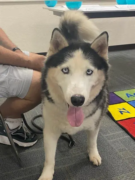 LOBO