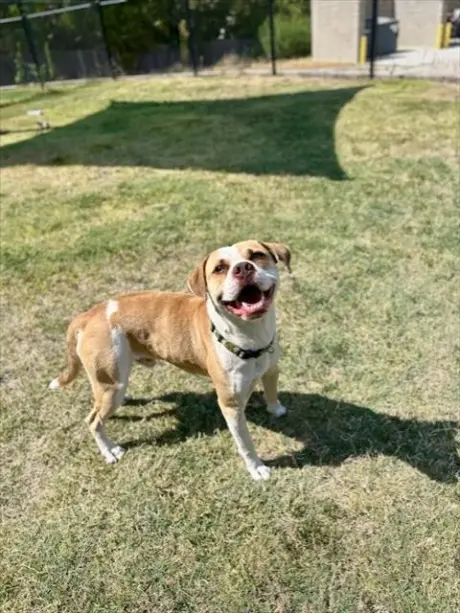 SIR DUKE