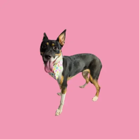 NYRA