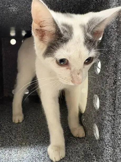 *FIONA