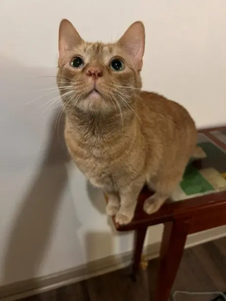 Moogi "Mo"