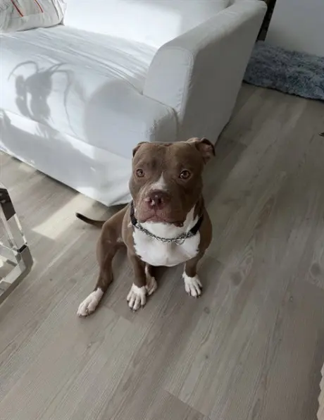 BOLO