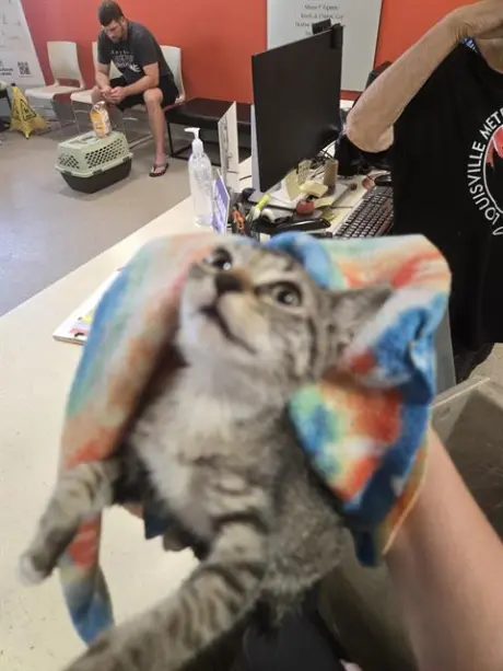 MEOWLY CYRUS