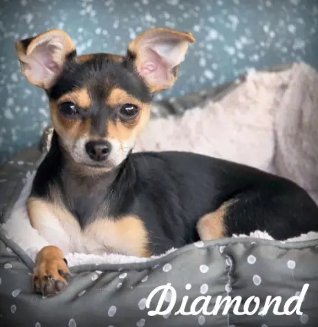 Diamond