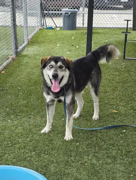 MAX