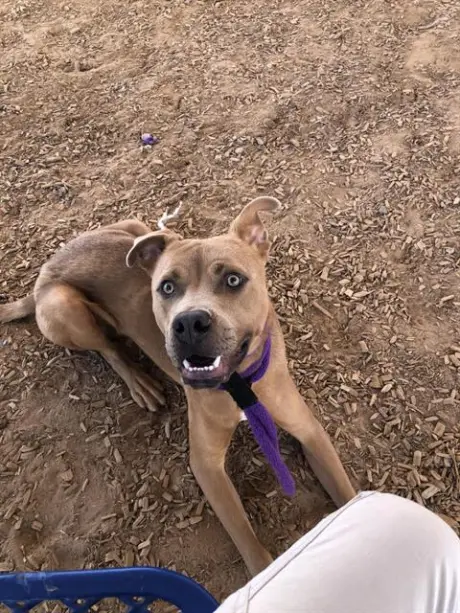 SCOOBS