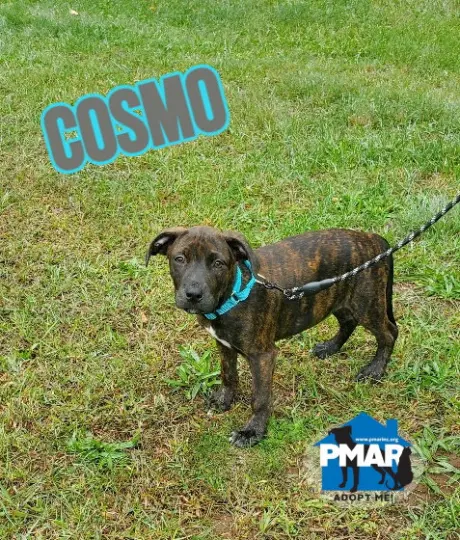 Cosmo