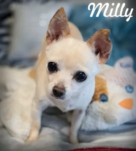 Milly