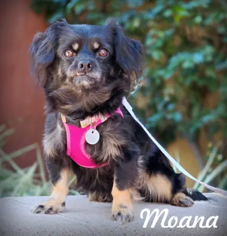 Moana