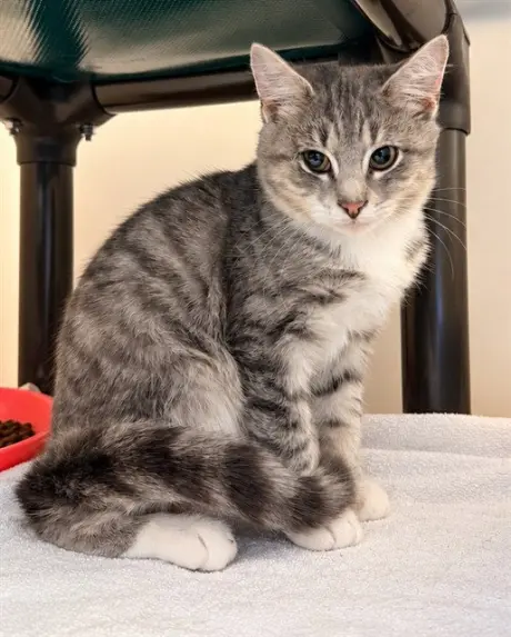 GEPPETTO