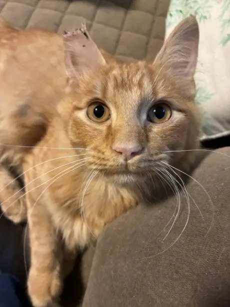 KUMQUAT