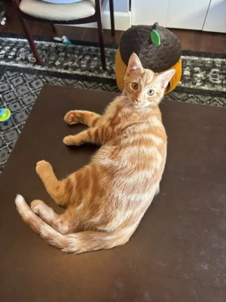 Macaroni
