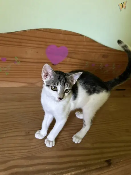 Merlin