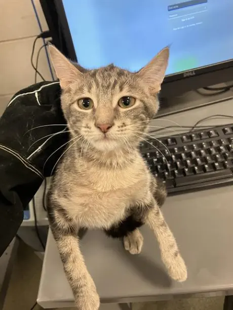 SAM