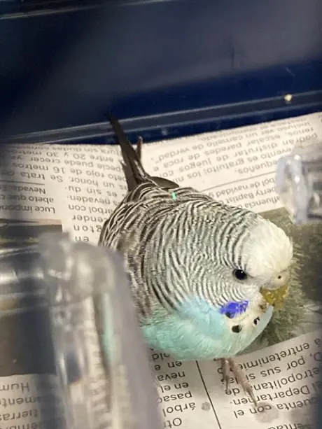 *MANGO