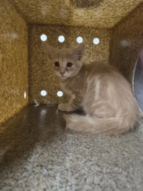 CREAMSICLE
