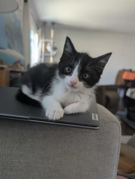 MEEMOO