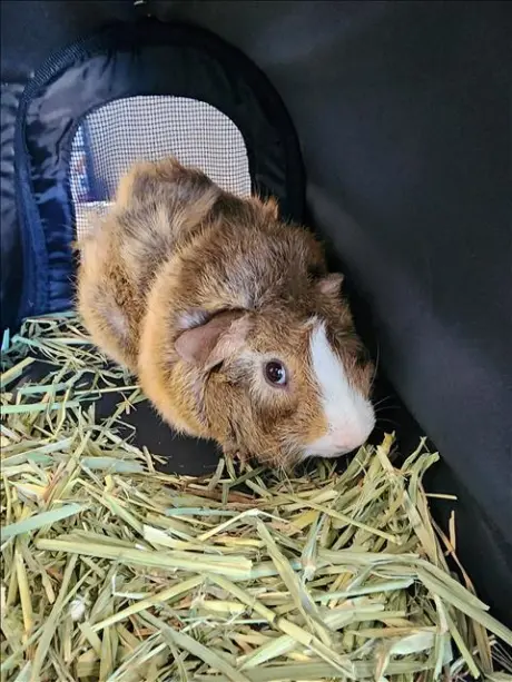 CHABU