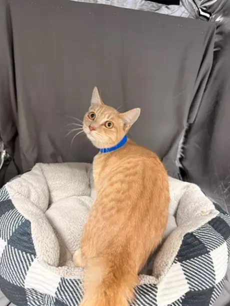 TOBIAS