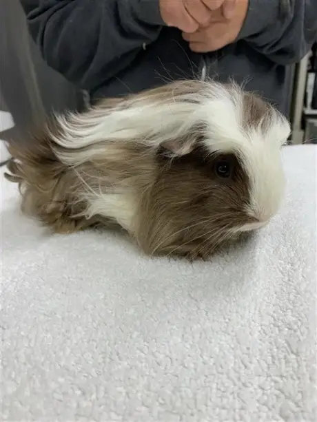 BROWNIE