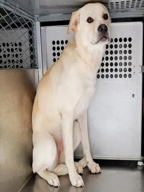 AFEMALEDOG