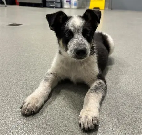 LITTLE DUDE