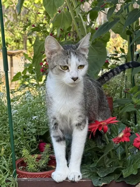 DUCHESS - Friendly and young