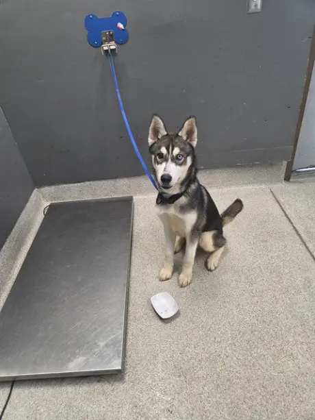 NANOOK