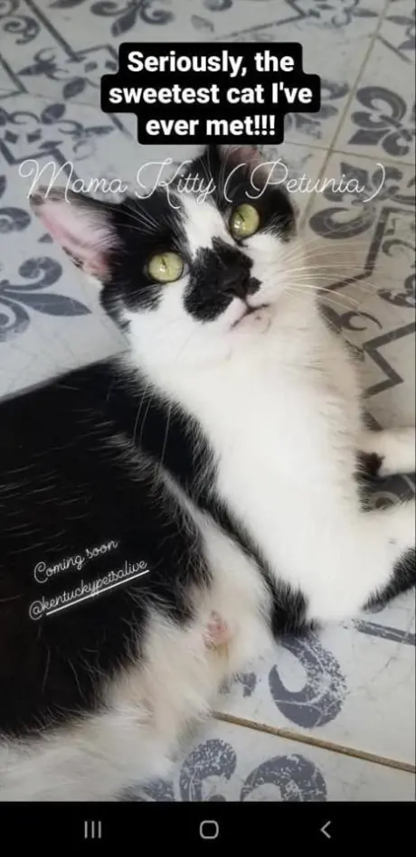 Petunia