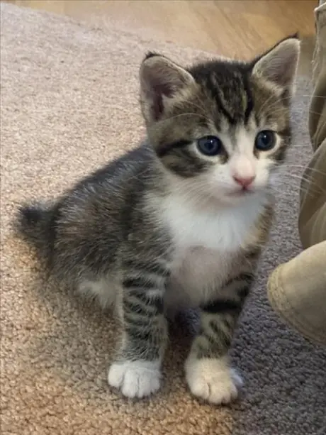 *MIMI