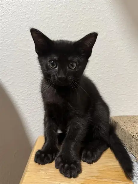LEVI