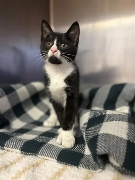 COOKIE