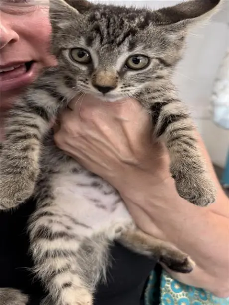 MR. FLUFF