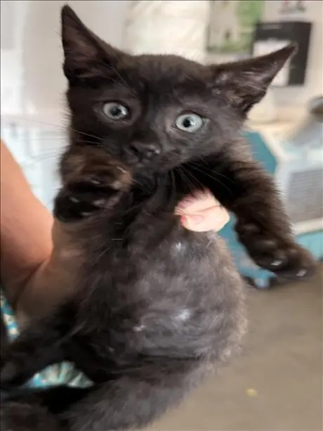 WIGGLES