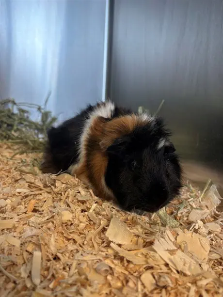 MURPHY