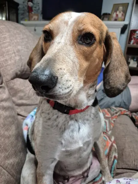 DIXIE