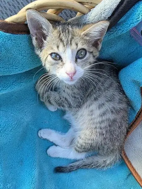 BEBE