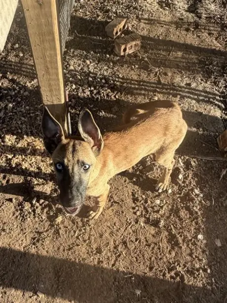 DELTA