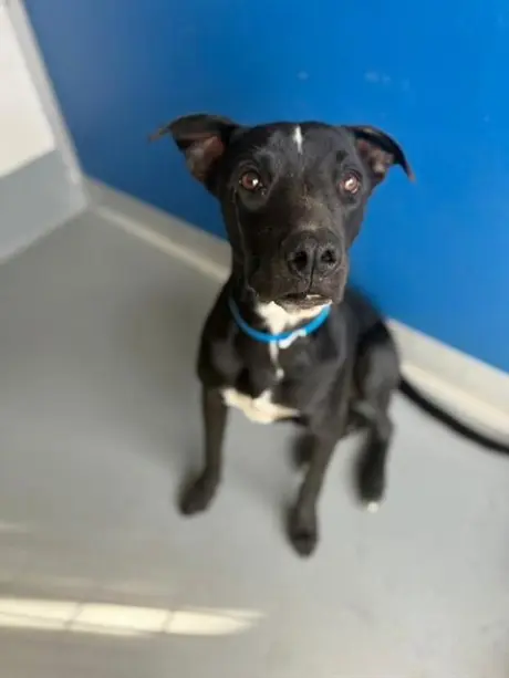 DOG