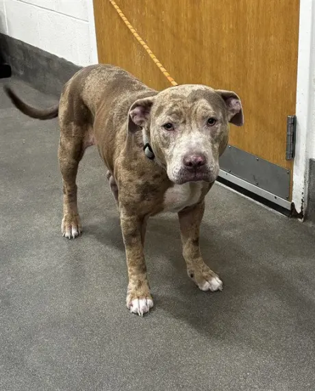 PEBBLE