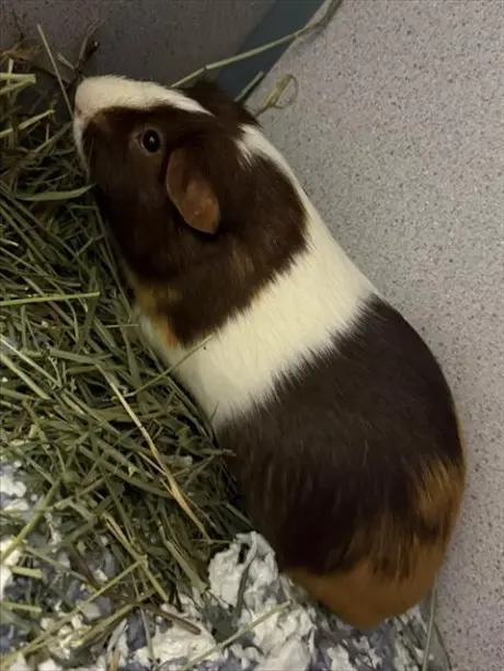 SMORES