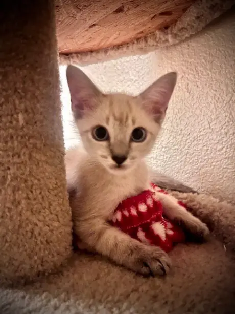 Finn