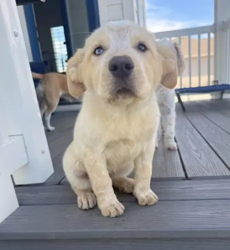 Maple